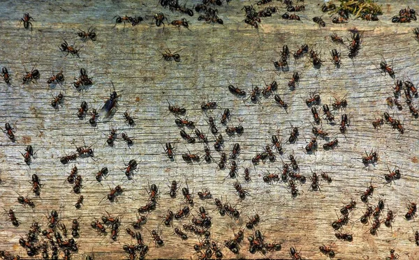 Banyak Semut Papan — Stok Foto