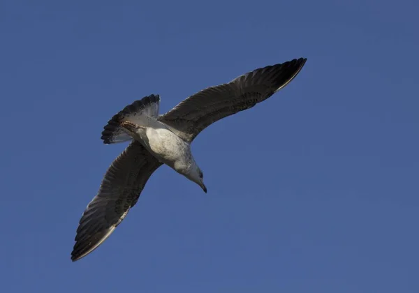 Tiro Ángulo Bajo Una Gaviota Volando Sobre Mar Durante Día — Foto de Stock