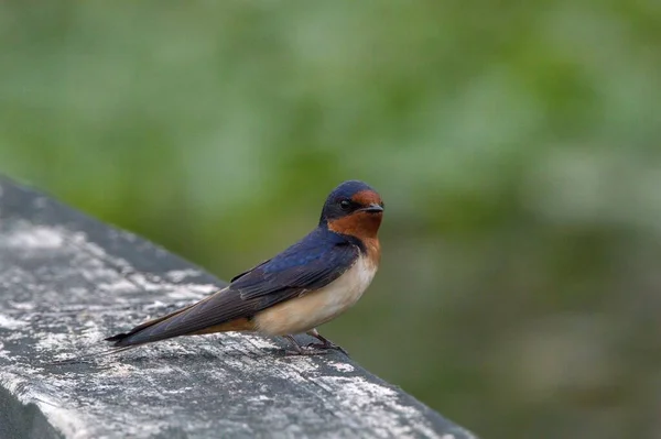 Shot Beautiful Colorful Barn Swallow — Stock Photo, Image