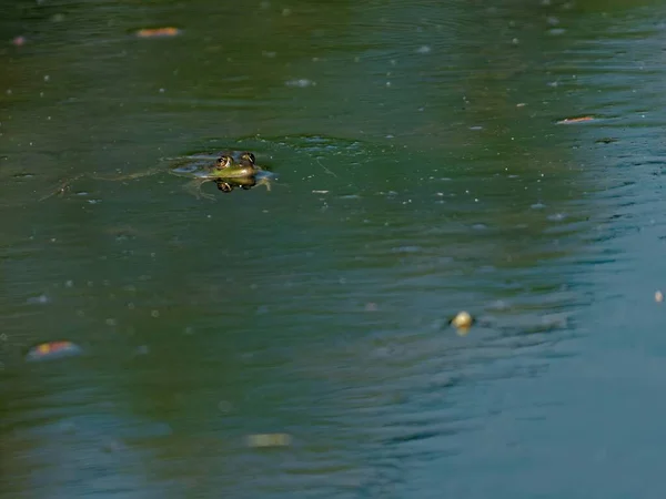 Eine Großaufnahme Des Essbaren Froschs Pelophylax Esculentus See — Stockfoto