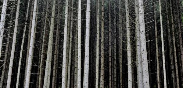 Лес Большим Количеством Высоких Голых Деревьев Отлично Подходит Естественного Фона — стоковое фото