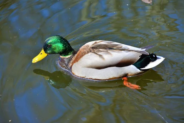 Closeup Shot Mallard Duck Swimming Lake — Stock Photo, Image