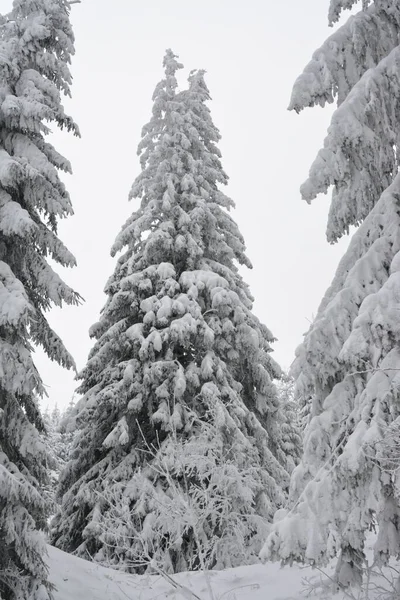 Kışın Karla Kaplı Güzel Bir Ladin Ormanı — Stok fotoğraf