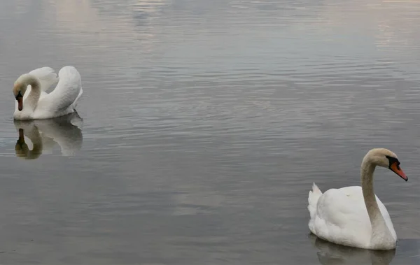 Primer Plano Dos Cisnes Nadando Lago — Foto de Stock