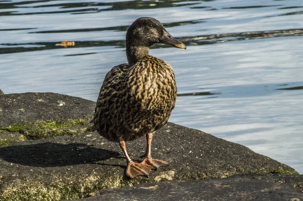 Närbild Vacker Kvinnlig Gräsänder Som Står Sten Nära Vattnet — Stockfoto