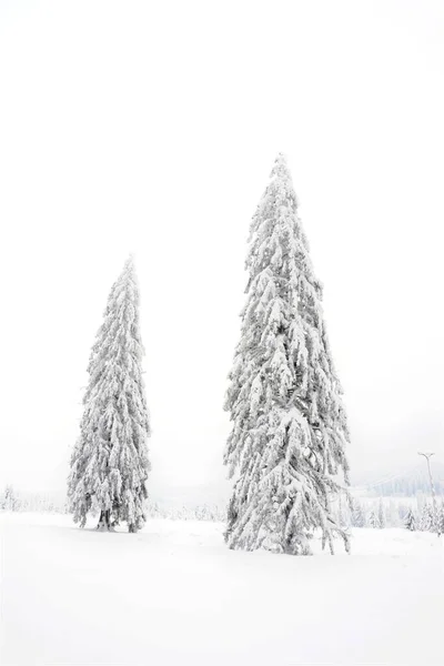Soğuk Bir Kış Gününde Ormandaki Güzel Karla Kaplı Çam Ağaçlarının — Stok fotoğraf