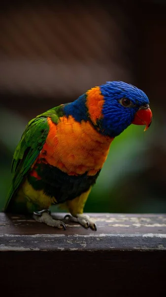 Tiro Close Belo Colorido Papagaio Loriini Uma Madeira — Fotografia de Stock