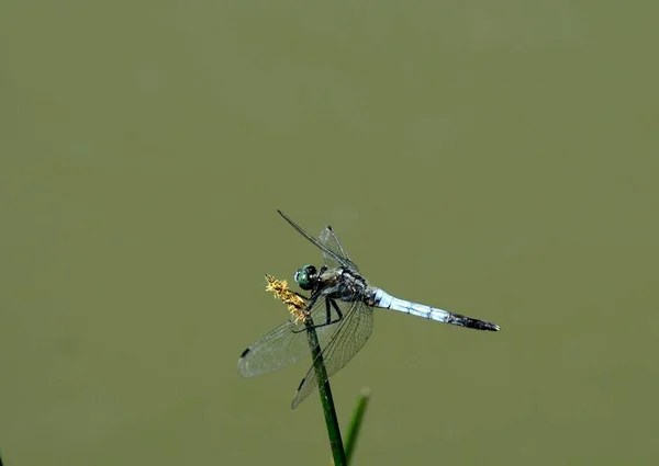 Eine Selektive Fokusaufnahme Einer Libelle Auf Einem Graszweig Mit Grünem — Stockfoto