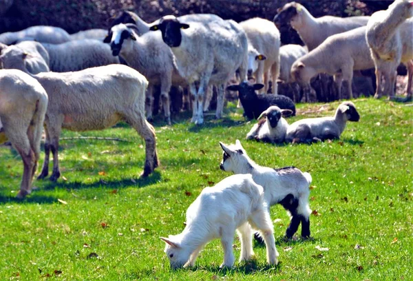 Een Kudde Schapen Grazend Rustend Een Grasveld Gevangen Een Zonnige — Stockfoto