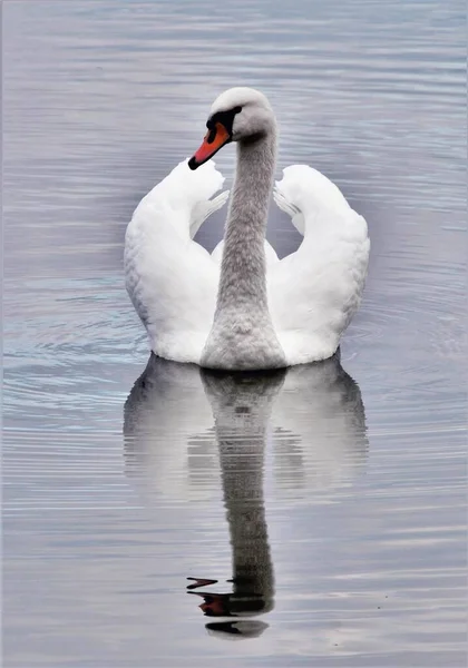 Вертикальний Знімок Білого Лебедя Відображеного Озері — стокове фото