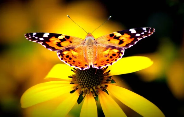Vanessa Cardui Butterfly Echinacea Purpurea — Stock Photo, Image