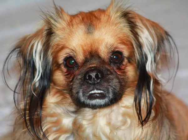 Disparo Clausura Perro Pekingese Mirando Cámara —  Fotos de Stock