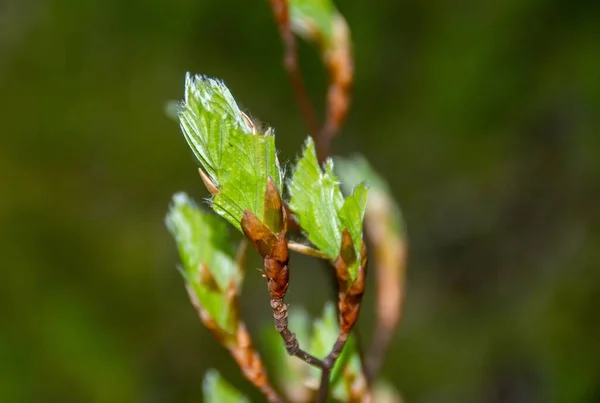 Branch Raw Beech Leaves Selective Focus — Stock Photo, Image