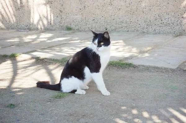 Gato Blanco Negro Con Ojos Verdes Durante Día — Foto de Stock