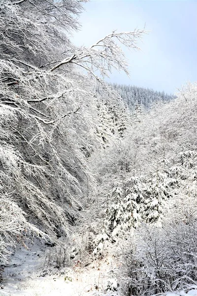 Vertikal Bild Buskar Täckta Med Snö — Stockfoto