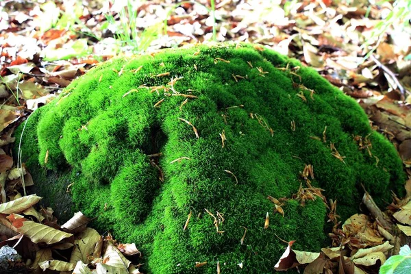 在地面上形成的带有落叶的明亮绿色苔藓的特写镜头 — 图库照片