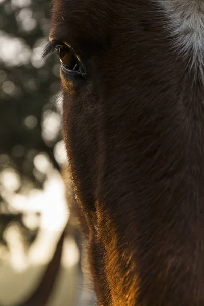 Gros Plan Visage Cheval Châtain — Photo