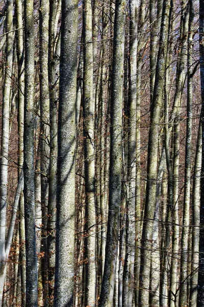 Skog Med Hel Del Höga Kala Träd Perfekt För Natur — Stockfoto