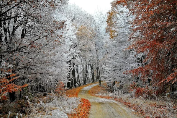 Priveliște Frumoasă Unei Căi Printr Pădure Înghețată — Fotografie, imagine de stoc