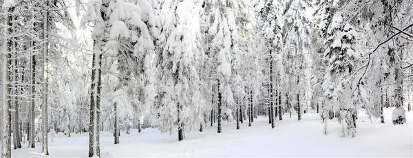 Ένα Πλατύ Πλάνο Από Υπέροχα Χιονισμένα Δέντρα Ένα Χωράφι Εντελώς — Φωτογραφία Αρχείου
