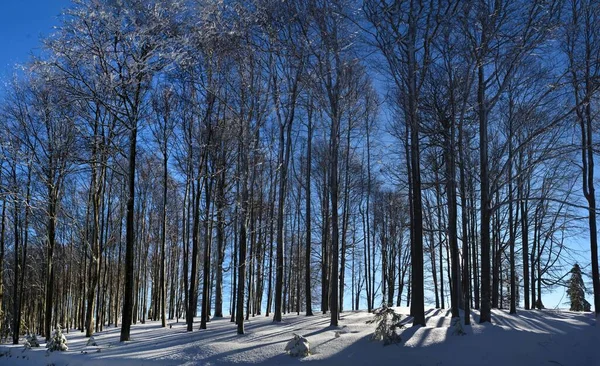 Ліс Деревами Вкритий Снігом Взимку — стокове фото