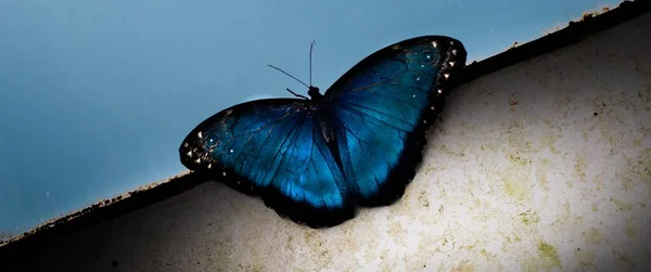 Primer Plano Una Hermosa Mariposa Azul Una Pared Bajo Cielo —  Fotos de Stock