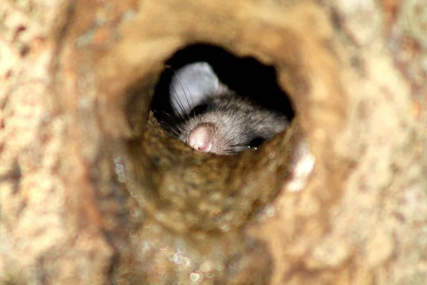 Een Muis Het Hol — Stockfoto