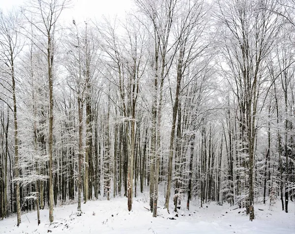 Une Belle Vue Sur Les Grands Arbres Nus Capturés Dans — Photo