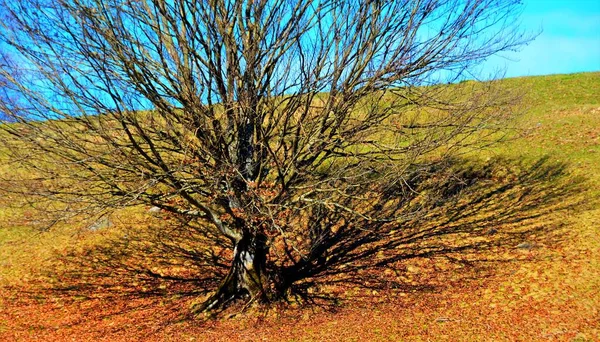 Tiro Alto Ángulo Árbol Desnudo Bajo Sol Con Sombra Colina — Foto de Stock