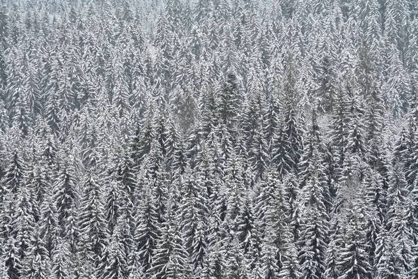눈덮인 눈덮인 소나무들이 눈덮인 각도로 — 스톡 사진