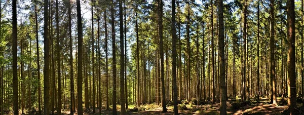 A beautiful panoramic shot of tall trees in the forest under a blue sky