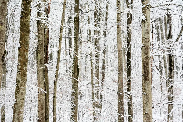 Ένα Δάσος Ψηλά Δέντρα Καλυμμένα Χιόνι Χειμώνα — Φωτογραφία Αρχείου