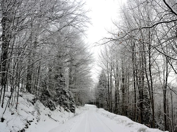 Een Weg Door Een Bos Bedekt Met Sneeuw Winter — Stockfoto