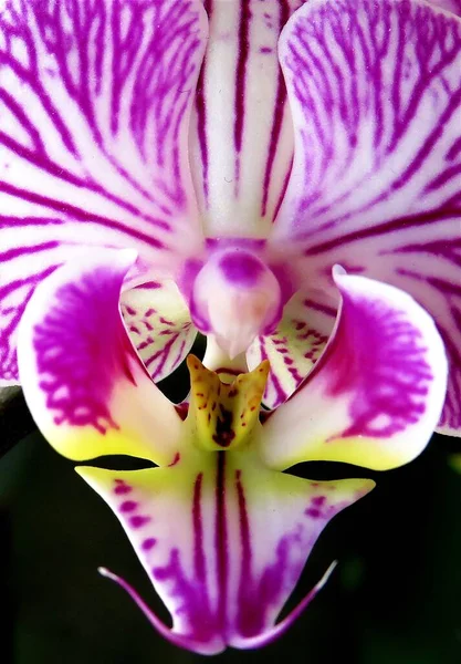 紫色和白色兰花花瓣内部的选择性聚焦镜头 — 图库照片