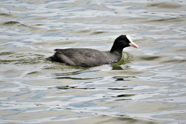 Eine Nahaufnahme Von Fulica Atra Vogel Der Teich Schwimmt — Stockfoto