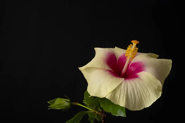Primo Piano Del Fiore Ibisco Hawaiano Buio — Foto Stock