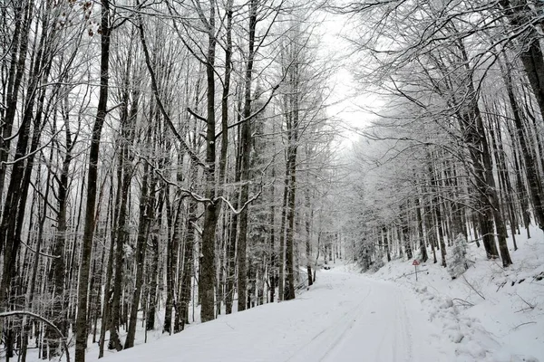 Een Lage Hoek Opname Van Een Besneeuwde Weg Omringd Door — Stockfoto