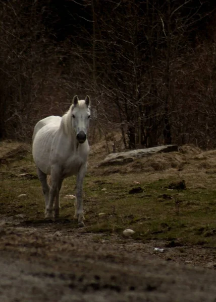 森林里一匹白马的垂直镜头 — 图库照片