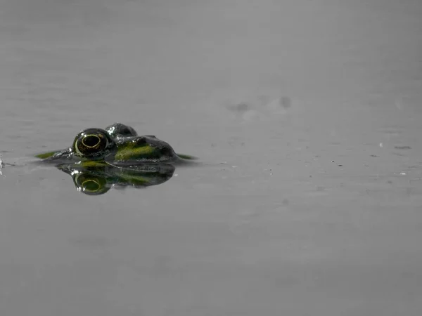 Closeup Shot Marsh Frog Pelophylax Ridibundus Lake Europe — 스톡 사진