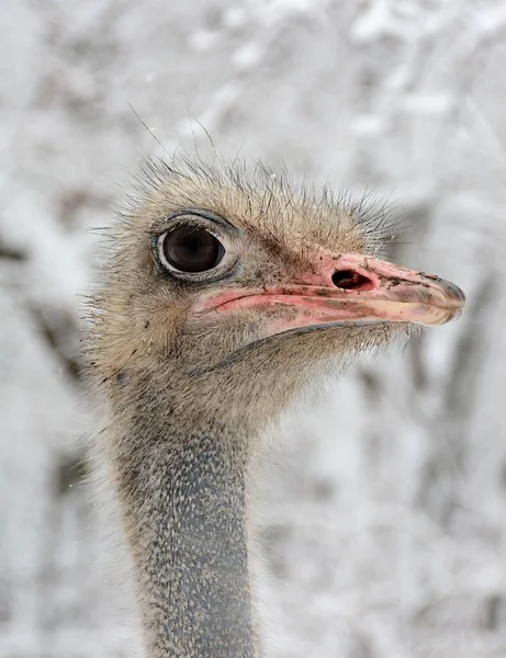 Vertikální Selektivní Ostření Záběru Pštrosí Hlavy — Stock fotografie