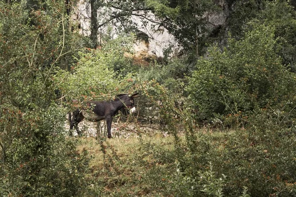 Bel Colpo Dell Asino Bruno Con Sfondo Del Verde — Foto Stock