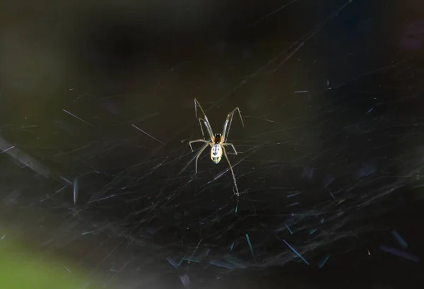 Neriene Radiata Spyder Web — ストック写真