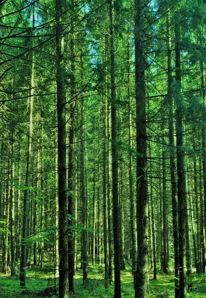 Bel Colpo Verticale Alberi Alti Nella Foresta Sotto Cielo Blu — Foto Stock