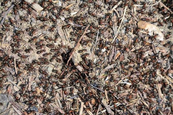 Αποικία Μυρμηγκιών Στο Έδαφος — Φωτογραφία Αρχείου