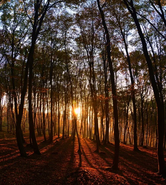 Piękny Widok Słońca Świecącego Przez Gałęzie Pnie Drzew Lesie — Zdjęcie stockowe