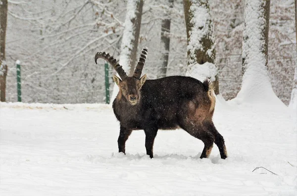 Koza Alpejska Lesie Pokryta Śniegiem — Zdjęcie stockowe