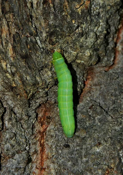 Een Rups Operophtera Brumata Schors Van Een Boom — Stockfoto