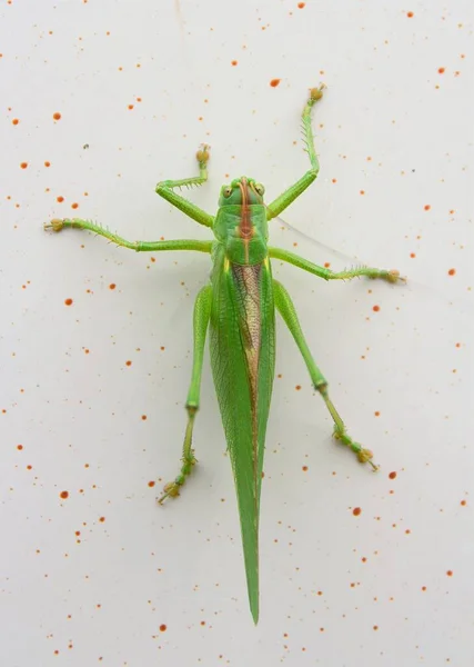 Insecto Verde Tettigonia Viridissima Primer Plano — Foto de Stock