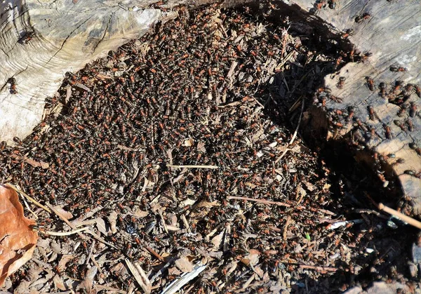 Koloni Semut Tanah — Stok Foto