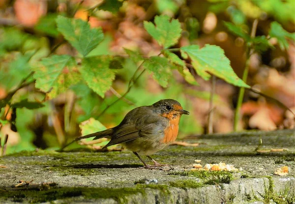 Uno Scatto Selettivo Erithacus Rubecula Uccello — Foto Stock